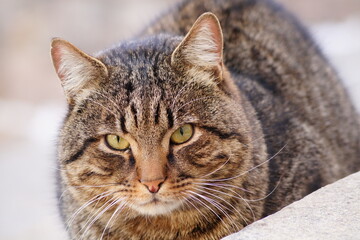 colourful cat with yellow eyes