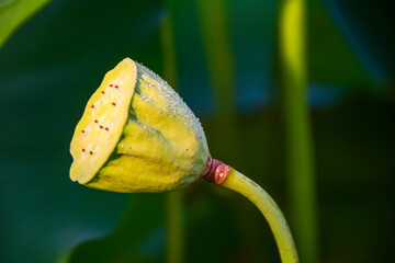 A lotus seedpod goes through many changesl at Kenilworth Aquatic Gardens