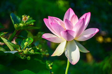 Lotus blossom opens like a many pointed star at Kenilworth Aquatic Gardens in Washington, DC.
