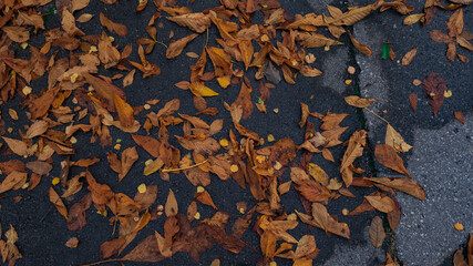 autumn leaves on the asphalt. a top view autumn background. orange leaves of trees falling to the ground