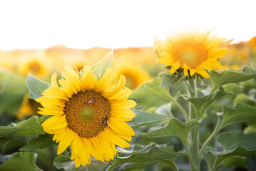 Bee Pollinating Sunflower Sunset