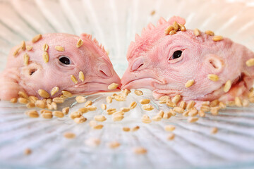 Still life with the pair of killed chickens in paradise