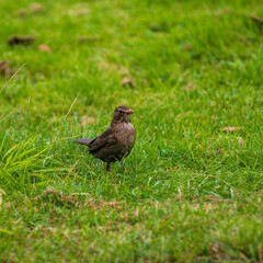 Common european blackbird