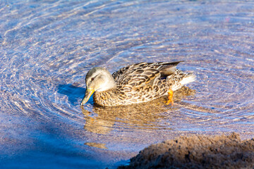 Canard femelle en gros plan nageant sur l'eau