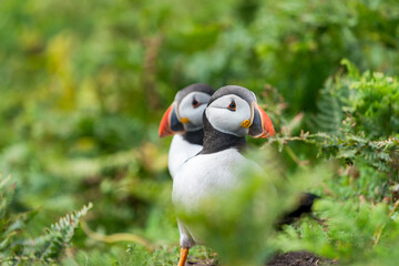 Atlantic puffins (Fratercula arctica) on Skomer Island, Wales