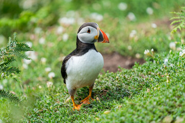 Naklejka premium Atlantic puffin (Fratercula arctica) on Skomer Island, Wales