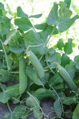 Ripe green peas in the organic garden	
