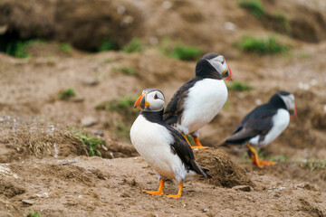 The Atlantic puffins (Fratercula arctica) on Skomer Island, Wales