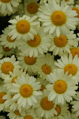 bouquet of daisies