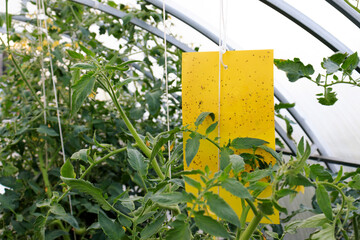 Trap for catching harmful insects with a sticky layer in a greenhouse among seedlings of tomato...