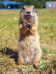 Gopher is standing on its hind legs on the meadow and looks at the camera. Full length.