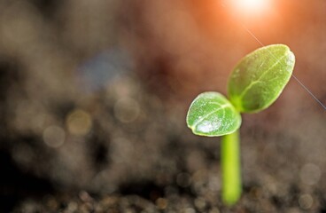 A delicate soybean sprout in the field stretches towards the sun. Rows of soy plants on an agricultural plantation.