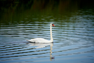 swan lake