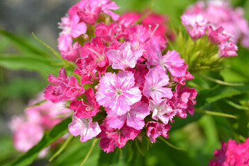 Sweet William or Dianthus barbatus flower is a flowering plant in the garde