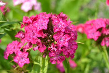 Sweet William or Dianthus barbatus flower is a flowering plant in the garde