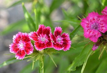 Sweet William or Dianthus barbatus flower is a flowering plant in the garde