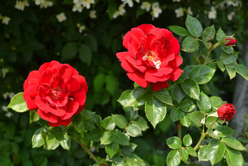 red roses growing outdoor on black background