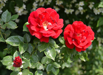 red roses growing outdoor on black background