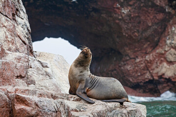 Sea lions on the rock , Ballestas islands, Peru