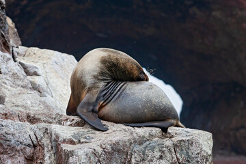 Sea lions on the rock , Ballestas islands, Peru