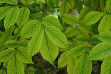 Beautiful green leaves closeup in the morning