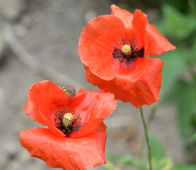 Flowers Red poppies bloom in a wild field. Beautiful field of red poppies with selective focus and color. Soft light. A glade of red poppies.