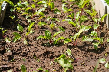 Beet sprouts grow in the garden, young vegetables in the garden in summer or spring