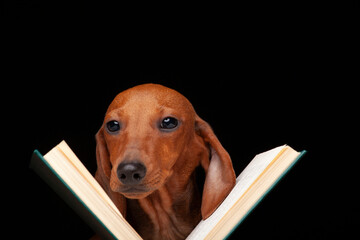 image of dog book dark background