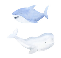 Watercolor beluga illustration. Cute baby shark animal underwater graphics. Whale hand-drawn, sea animal, fish. Ocean children illustration