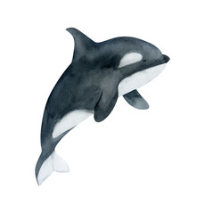 Watercolor killer whale illustration. Cute baby animal underwater graphics. Whale hand-drawn, sea animal, fish. Ocean children illustration