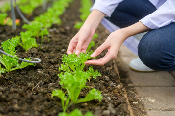 Close up Scienti hand is analyzing organic vegetables plants in greenhouse , concept of agricultural technology