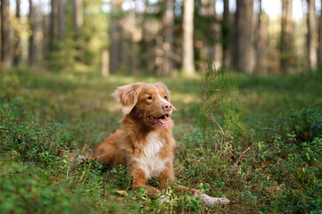 dog in the autumn forest. Nova Scotia Duck Tolling Retriever. Pet for a walk on nature at fall