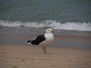 Möwe in Cape Cod