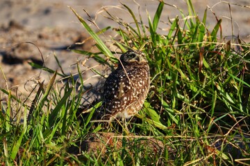 Photograph of a Burrowing owl. The bird was found on the beach of Atlântida, in Rio Grande do Sul, Brazil.