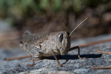 Primer plano de Saltamontes con Bokeh