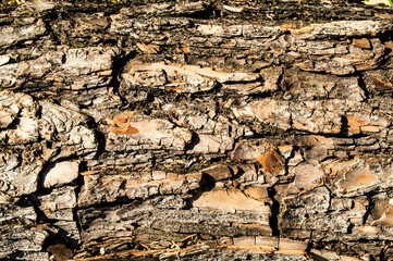 The texture of the bark of a tree in close-up detail.