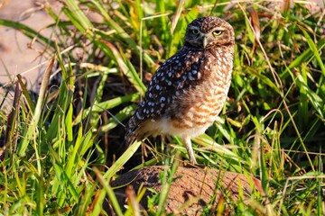 Photograph of a Burrowing owl. The bird was found on the beach of Atlântida, in Rio Grande do Sul, Brazil.