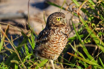 Photograph of a Burrowing owl. The bird was found on the beach of Atlântida, in Rio Grande do Sul, Brazil.