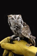 Screech Owl Perching on Gloved Hand