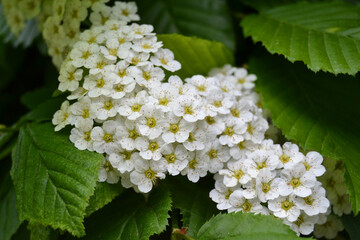Sweet alyssum white flowers - Latin name - Lobularia maritima (Alyssum maritimum)