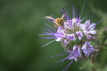 A wild bee collects organic nectar on a wild flower.