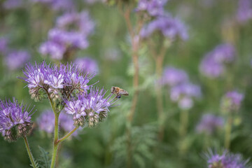 A wild bee collects organic nectar on a wild flower.