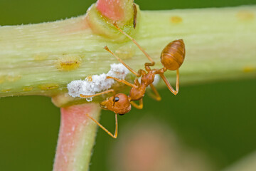 close up macro weaver ants or green ants scient name Oecophylla smaragdina 