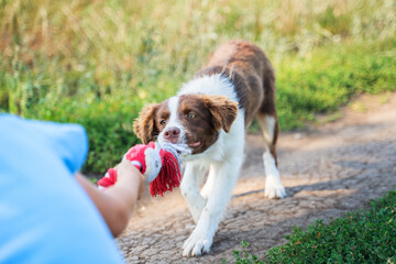 brown and white puppy dog â€‹â€‹border collie pulling a toy rope