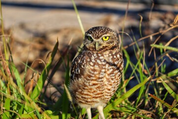 Photograph of a Burrowing owl. The bird was found on the beach of Atlântida, in Rio Grande do Sul, Brazil.