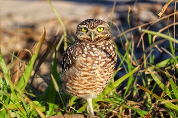 Photograph of a Burrowing owl. The bird was found on the beach of Atlântida, in Rio Grande do Sul, Brazil.