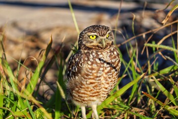 Photograph of a Burrowing owl. The bird was found on the beach of Atlântida, in Rio Grande do Sul, Brazil.