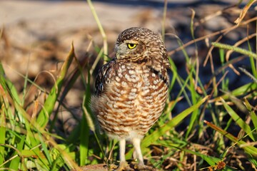 Photograph of a Burrowing owl. The bird was found on the beach of Atlântida, in Rio Grande do Sul, Brazil.