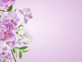 Fototapeta na wymiar Pink orchids flowers border at pastel colored background. Front view with copy space.