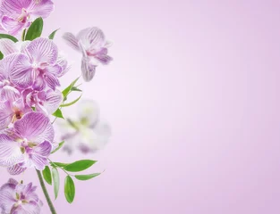 Plexiglas foto achterwand Pink orchids flowers border at pastel colored background.  Front view with copy space. © VICUSCHKA